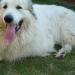 Le chien W
