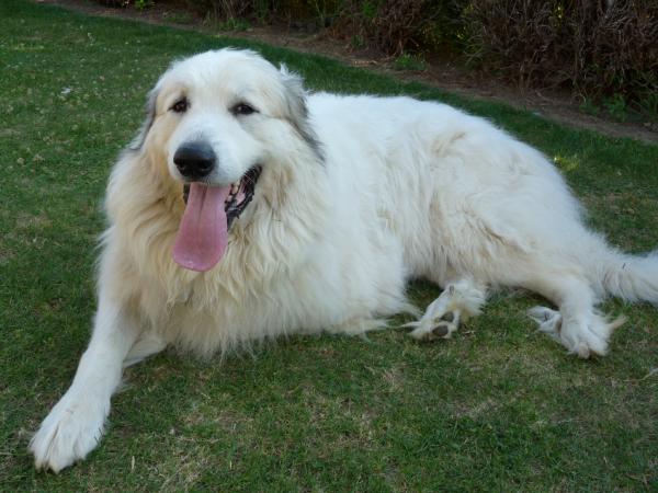 Le chien W